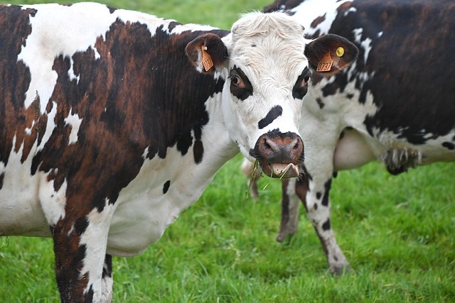 Animal sanctuary with rescued farm animals grazing in open prairie fields near Saskatoon Saskatchewan